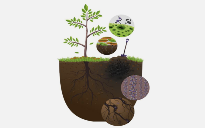 Illustration of a tree in soil with details of roots, carbon, nutrients