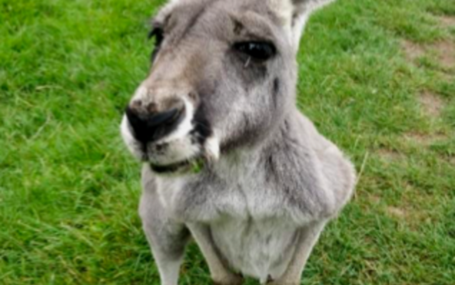 a photo of a kangaroo taken by an aalto exchange student