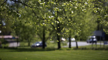 Spring time on campus. New leaves on trees in focus, green grass on the background. Sun is shining.