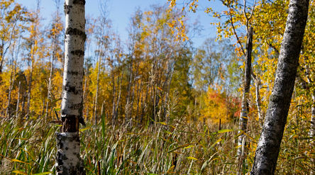 kuva Otaniemen luonnosta syksyllä