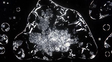 Liquid crystal sample under a polarized optical microscope.