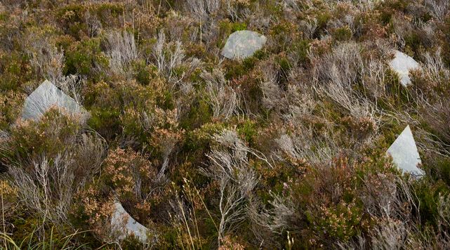 moss and weeds in a field with white triangles