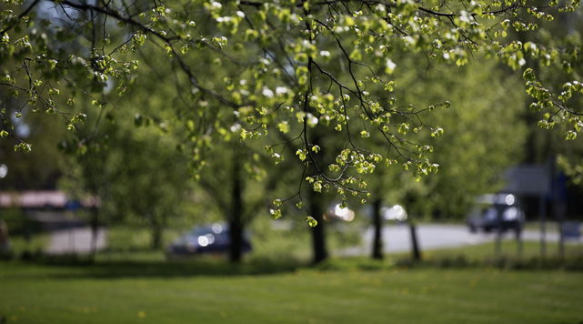 Spring time on campus. New leaves on trees in focus, green grass on the background. Sun is shining.