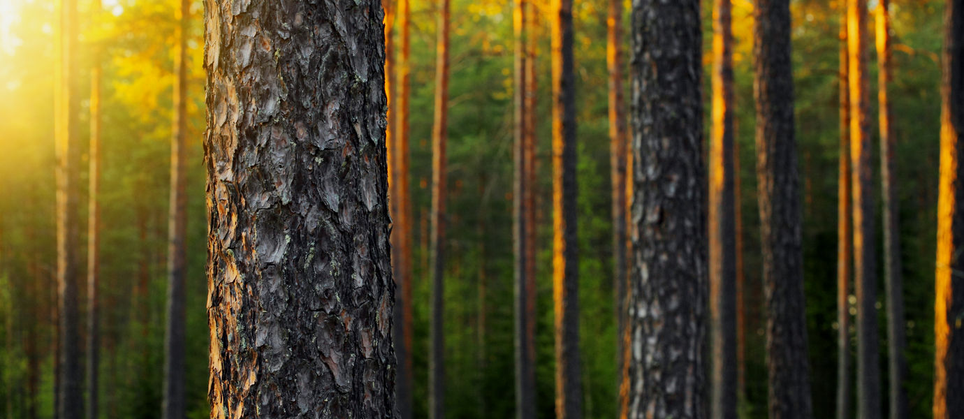 Finnish forest