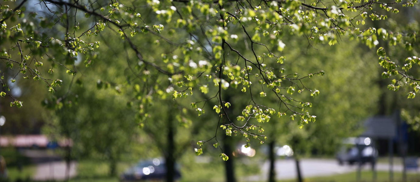 A tree branch with green leaves, more green trees in the background