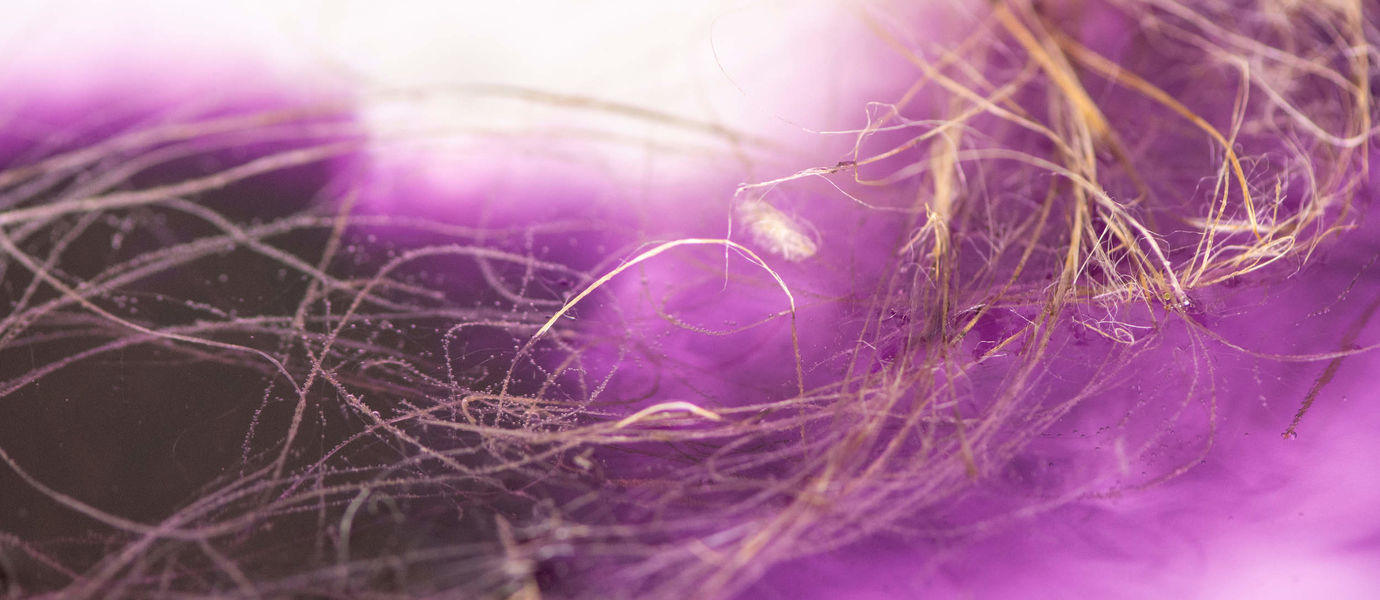 Purppuranvärisellä taustalla vaaleanrusehtavia pellavaisia kuituja, kuva Julie-Anne Gandierin materiaalitutkimuksesta, kuva Valeria Azovskaya