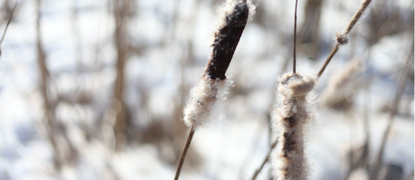 Colour photograph of cattails plants growing on a snowy lake shore