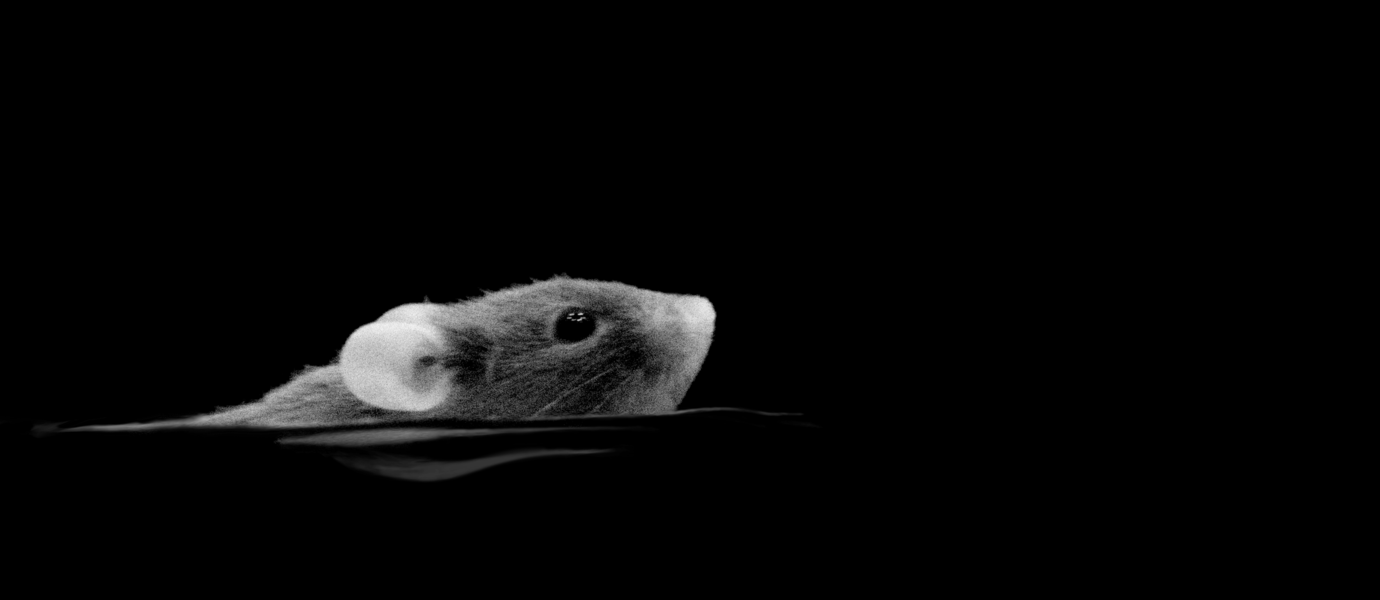 A night-vision image of a mouse swimming in darkness
