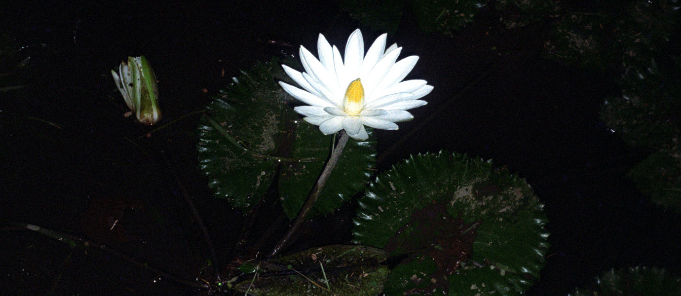 A dark-toned image of a white water lily flower, at night.
