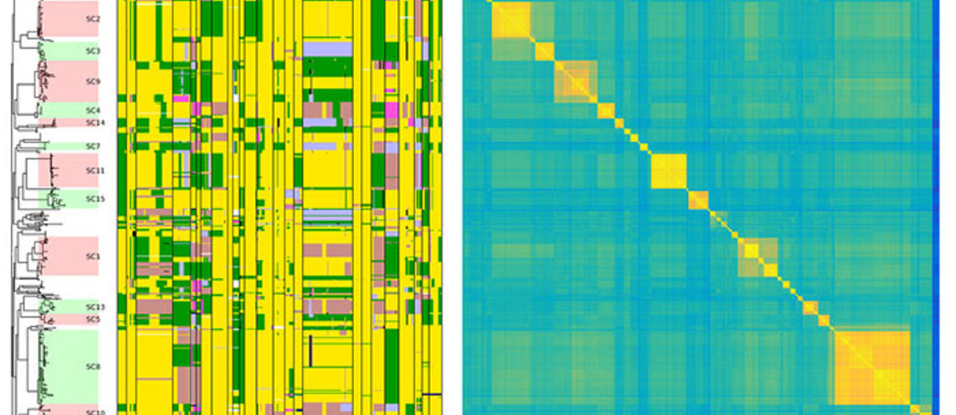 Mosaic pneumococcal population structure caused by horizontal gene transfer is shown on the left for a subset of genes.  Matrix on the right shows a genome-wide summary of the relationships between the bacteria, ranging from blue (distant) to yellow (closely related). Photo: Pekka Marttinen.