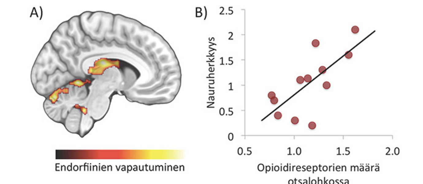 Laughter releases endorphins in the brain Aalto University