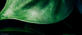 A green leaf. Photographer: Aleksi Poutanen.