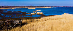Blue sea, golden grass and green woods in a view to Laajalahti nature reserve