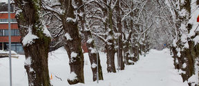 Snowy trees on both sides of a snow covered foot path.
