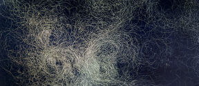 An image of fine lines drawn by the artist Mira Caselius. The lines are light on a dark background, some are concentrated, others are spread sparsely.
