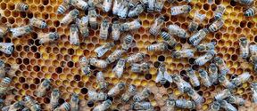 Color photo of bees on a beekeeping frame