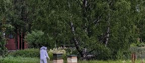 Color photo of beekeeper with hives in a natural setting