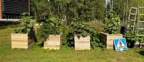 Otaniemi garden boxes