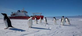 Kuvassa joukko pingviinejä jäällä, taustalla valko-punainen jäänmurtaja.