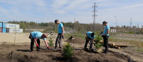 Puun taimia istutetaan Suomen ensimmäiseen hiilensidontaa tukevaan mikrometsään Keravalla