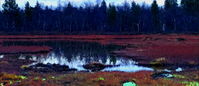 photo of a swamp with a neon green hockey helmet resting on the ground