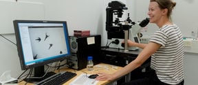 Assistant Professor Matilda Backholm looks at shrimp via a screen connected to a microscope.