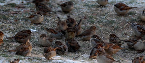 Many small brown birds gathered on a slightly snow covered patch of grass