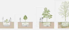 An illustration of planting a tree on a grave and the tree's growth