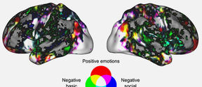 An emotional state mainly activates wide, overlapping neural networks. When comparing groups of emotions, positive emotions activate the anterior prefrontal cortex, negative basic emotions tend to activate the somatomotor and subcortical regions, and negative social emotions activate brain areas that process motor and social information. Image: Heini Saarimäki.