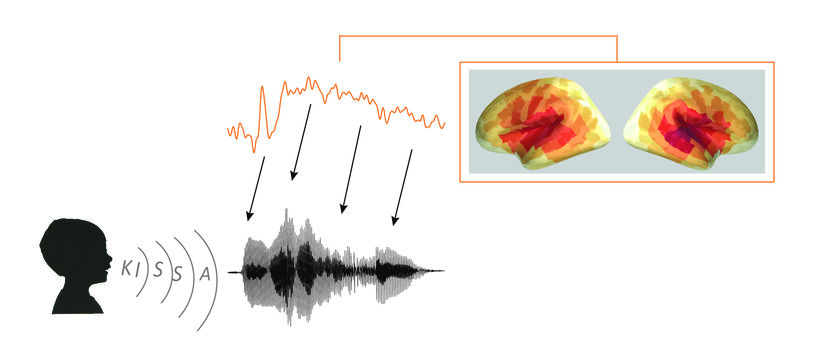 Aivokuori seuraa äänen piirteitä hyvin täsmällisesti ymmärtääkseen puhetta. Kuva: Aalto-yliopisto