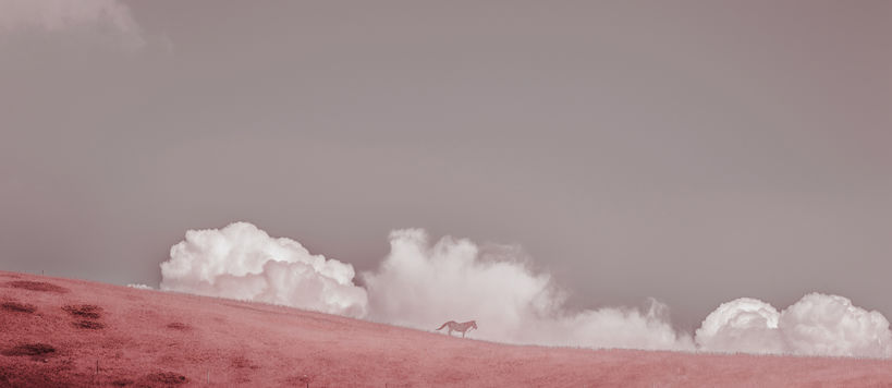 Photo by Petri Juntunen, called Untitled (Of Clouds and Clocks), 2019. A horse standing in front of clouds in the red-shaded picture.