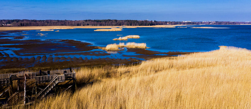 Blue sea, golden grass and green woods in a view to Laajalahti nature reserve
