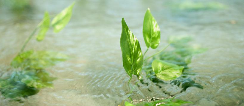 vihreitä kasveja vedessä