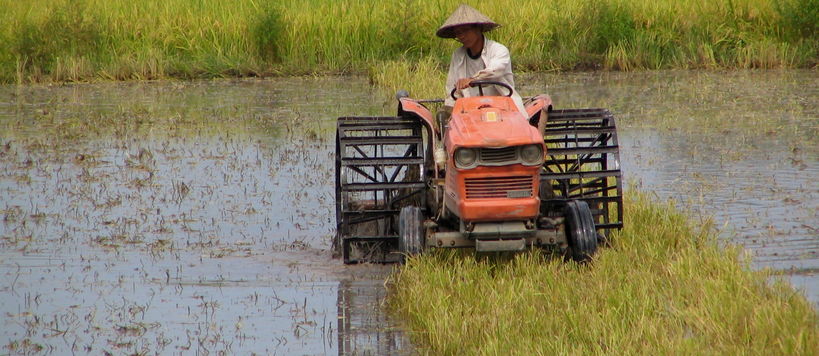 Maanviljelijä ajaa traktoria riisipellolla