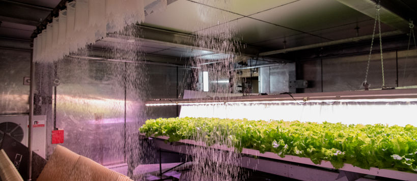 A pilot room of vertical farming