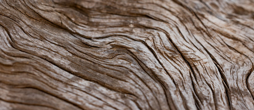 Close-up of curly wood grain orientation of an old piece of wood 