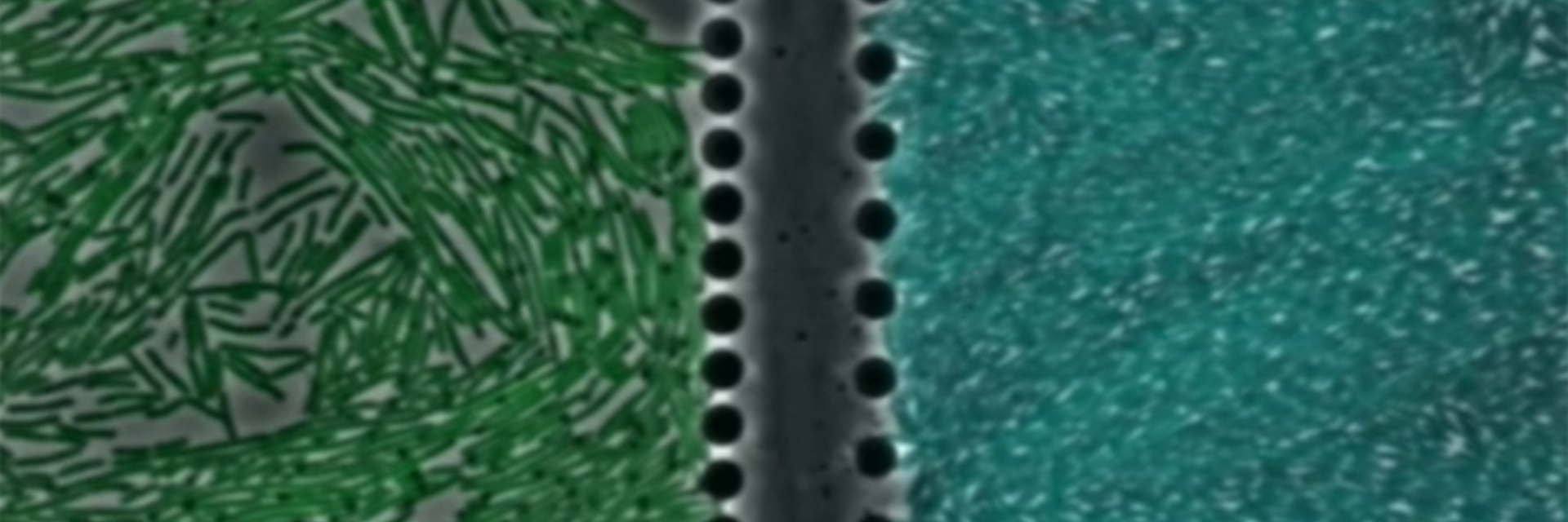 Green and blue coloured bacteria communicating