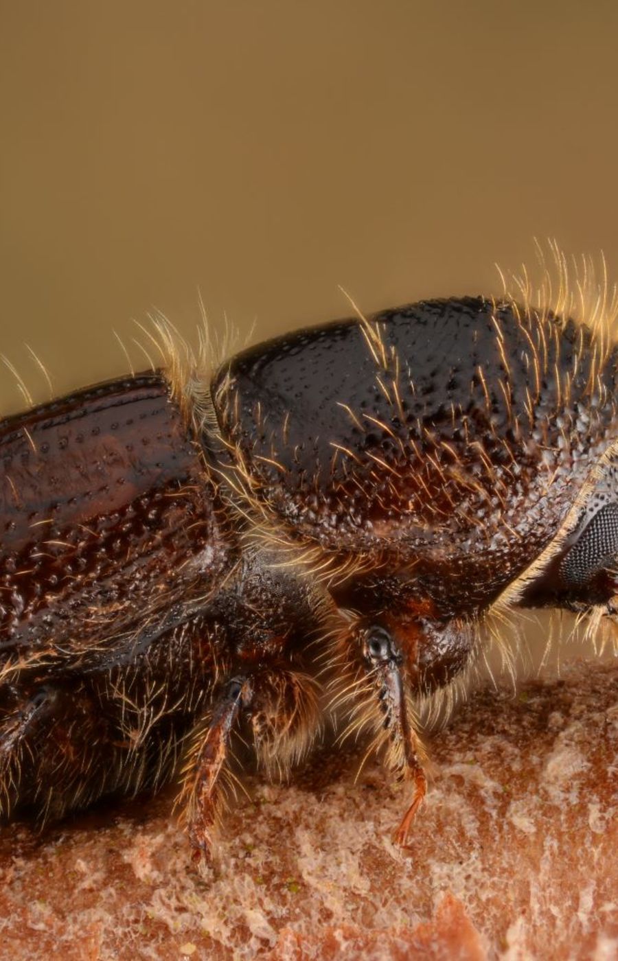 Female European spruce bark beetle