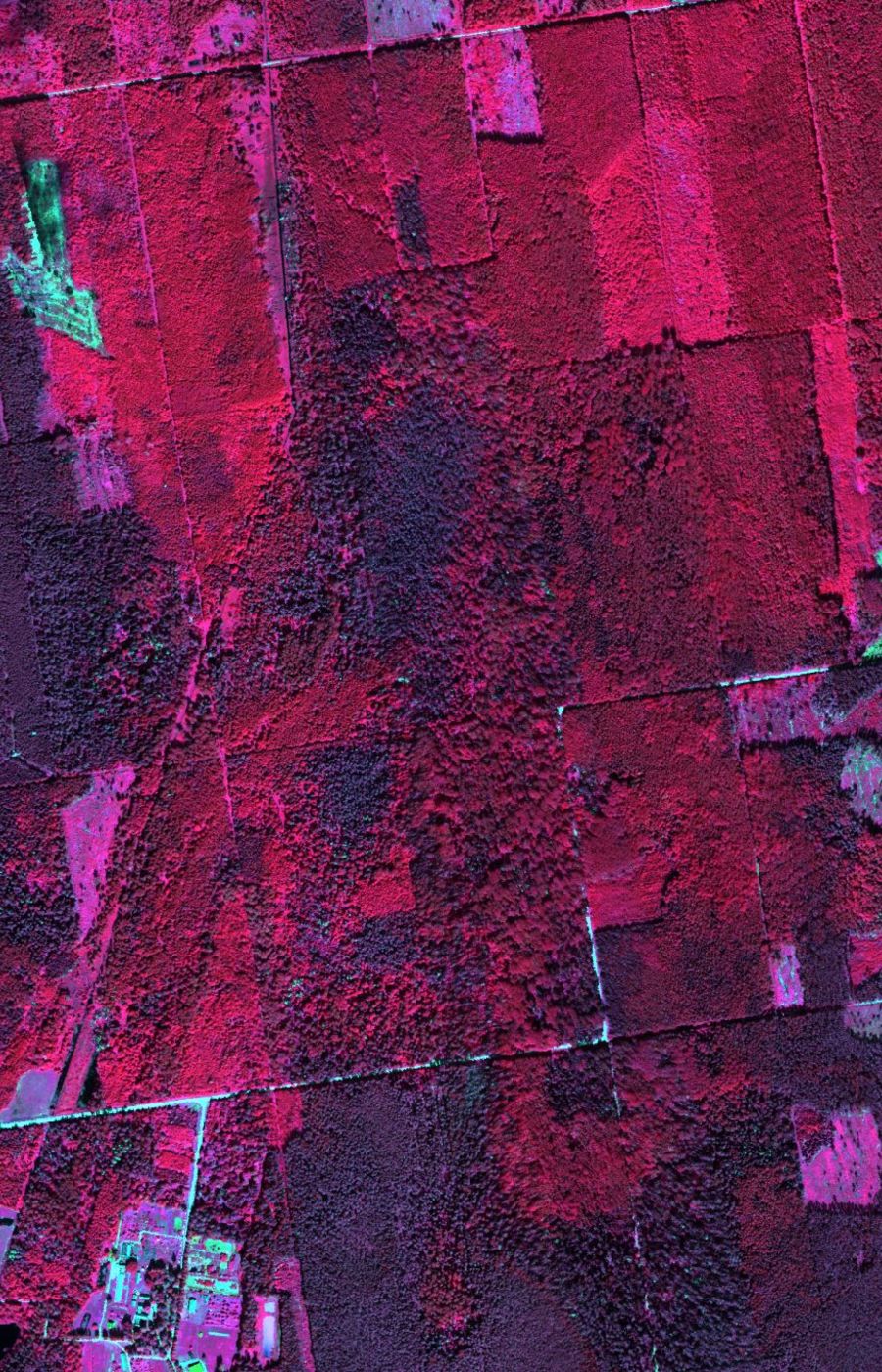 Pink, violet image of a forest and fields