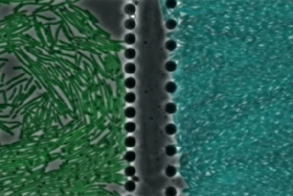 Green and blue coloured bacteria communicating