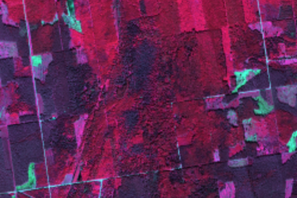 Aerial photo of a forest with violet and pink tones