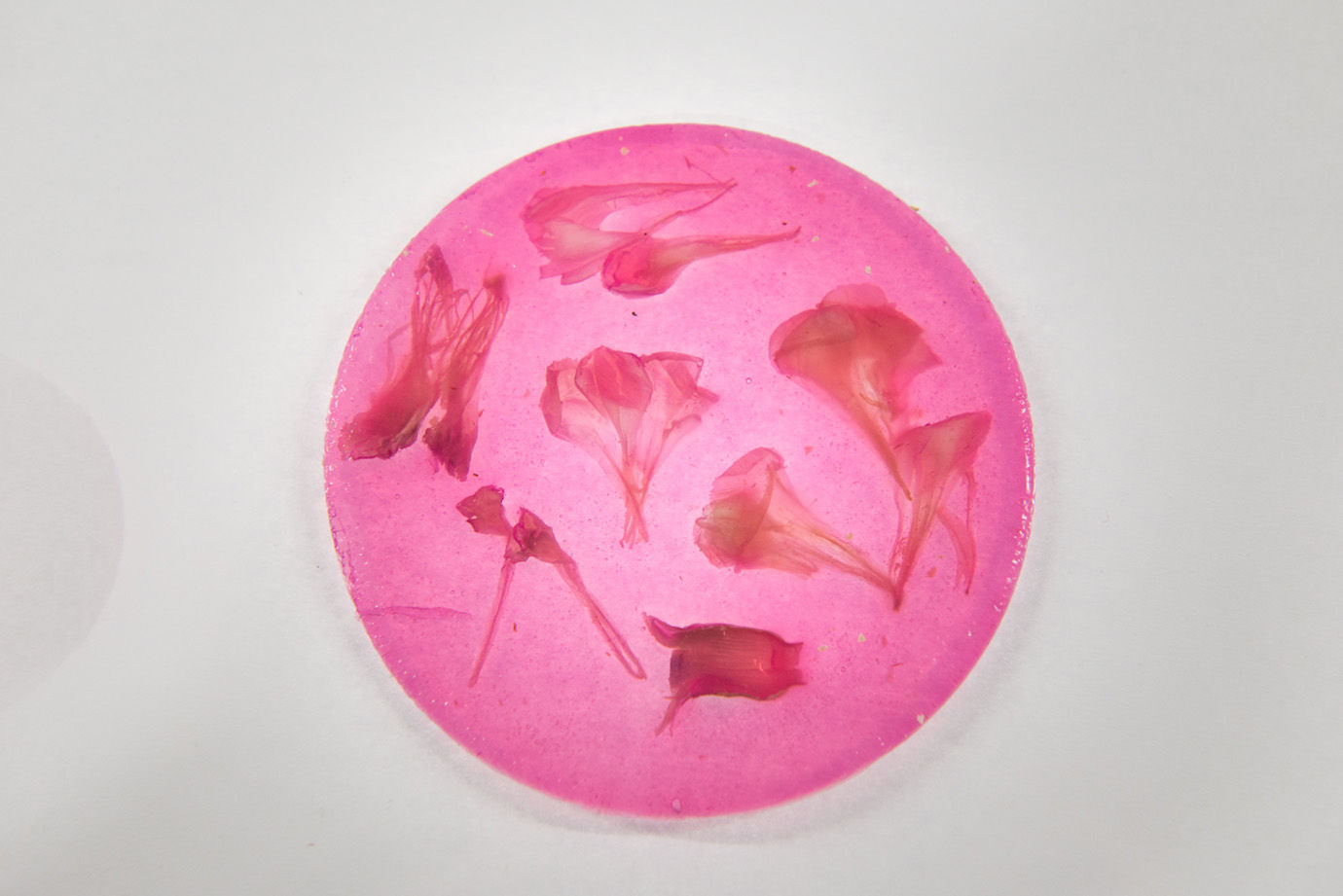 pink coloured round biomaterial sample 