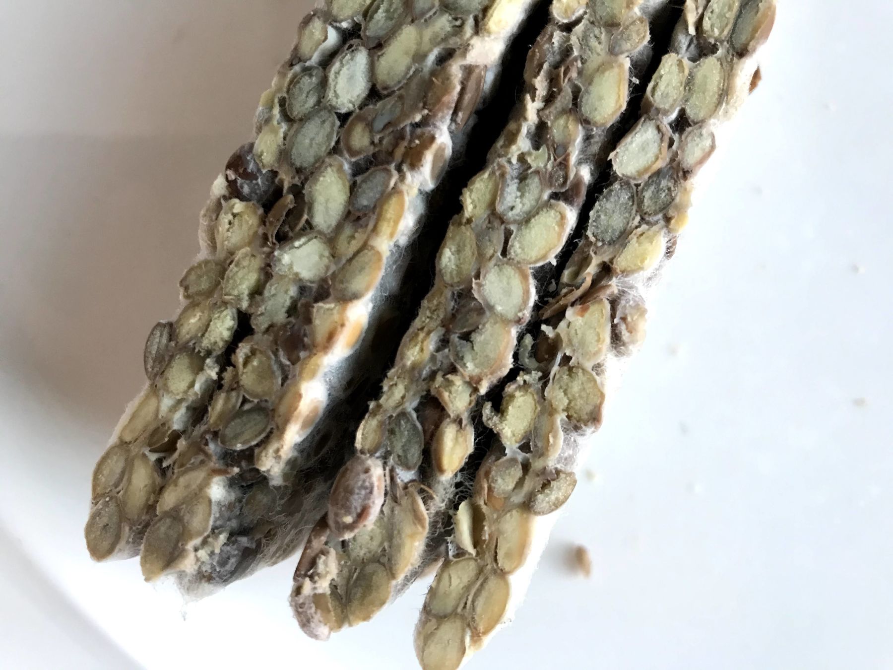 lentils tempeh mycelium mixture cut and shown from a side
