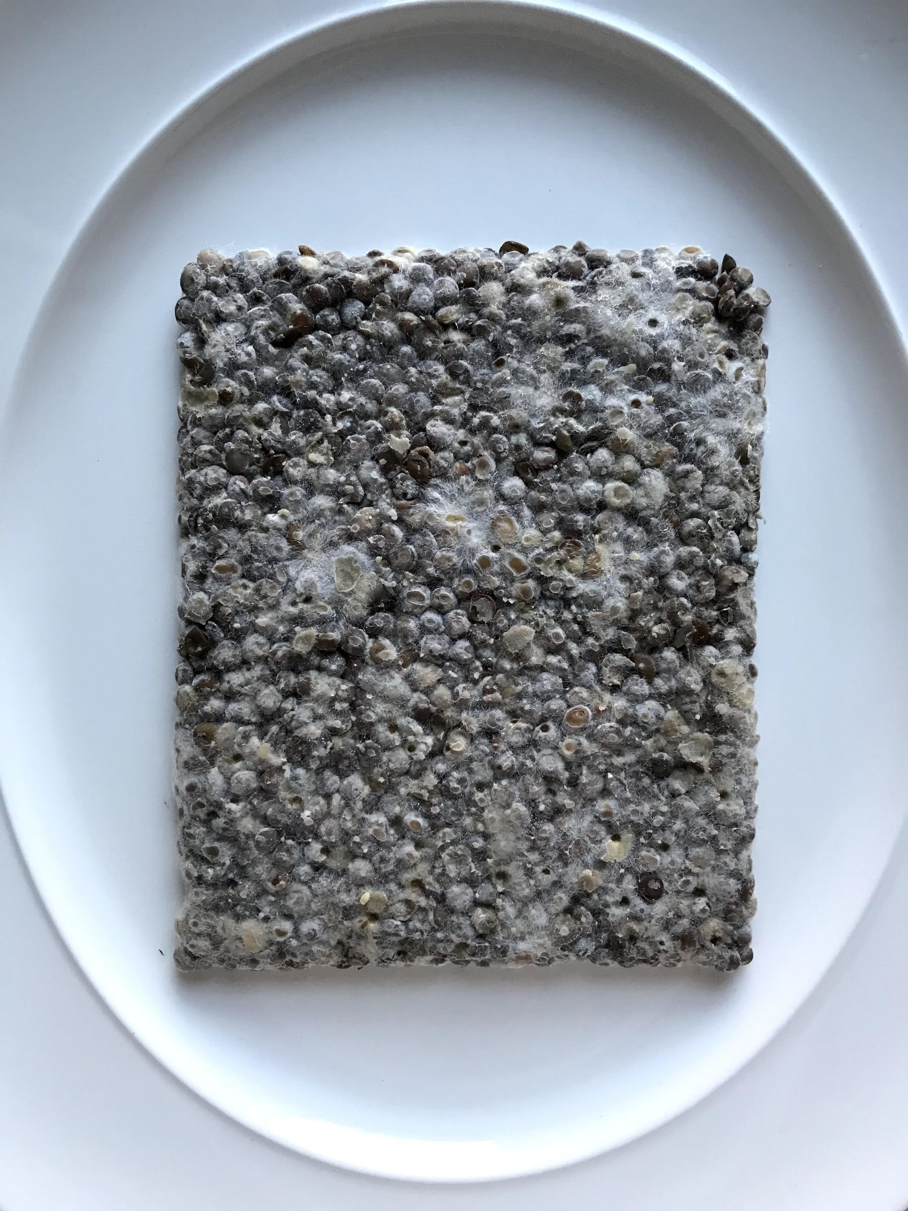 a grown piece of lentils tempeh mycelium mixture on a white plate