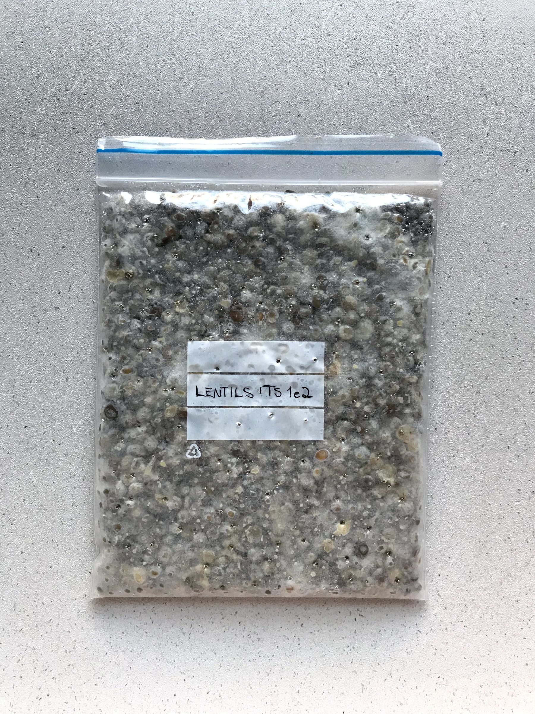 a minigrip bagful of lentils mixed with mycelium