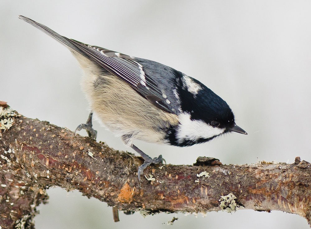 a close-up of a small bird