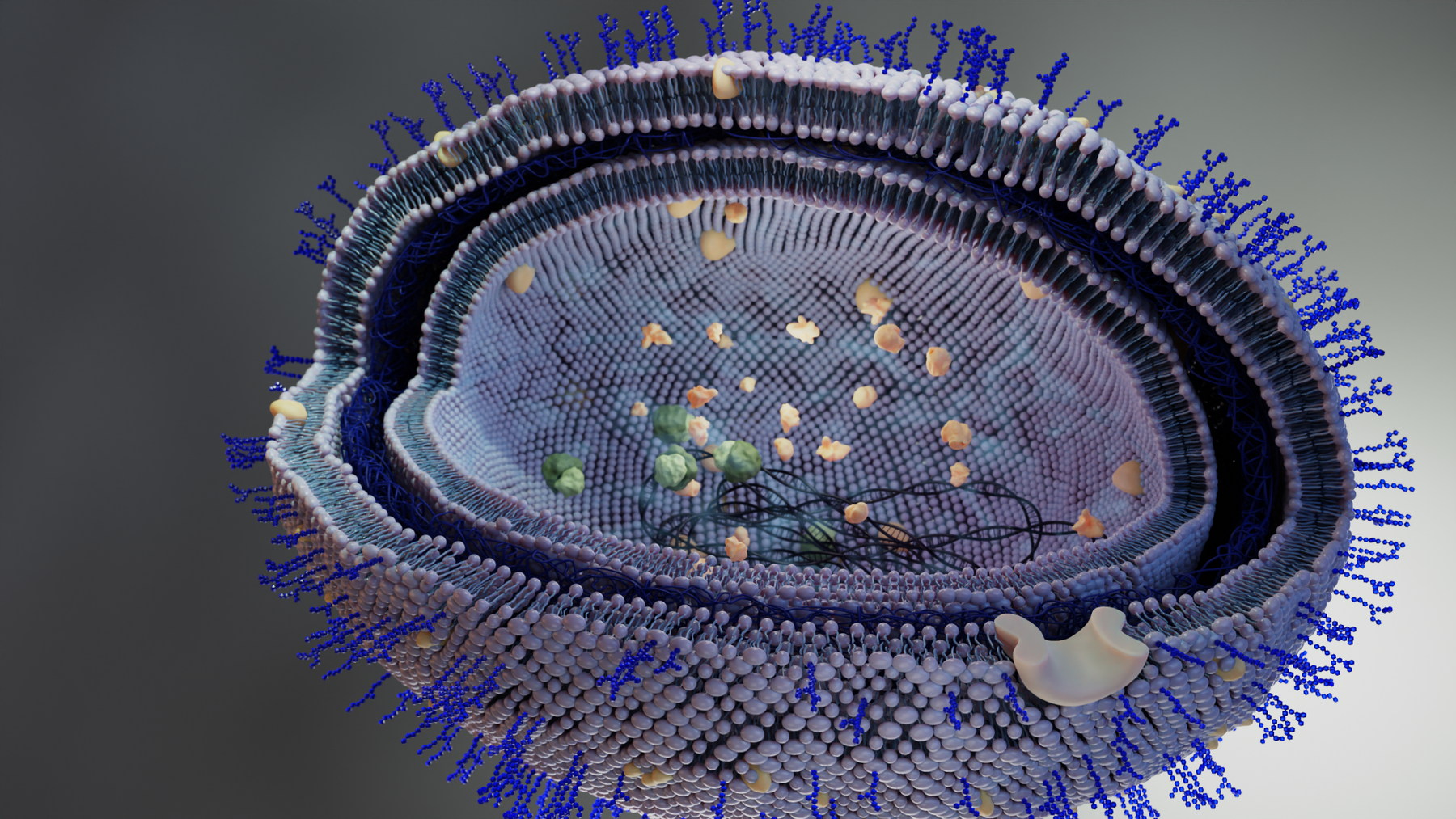 An illustratice image of a bacteria membrane