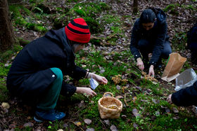 A group of students crouch in the forest to pick funnel chanterelles. A woven basket is in the middle and they are placing mushrooms into it.