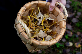 A collection of chanterelle and funnel chanterelle are shown inside a traditional woven basket