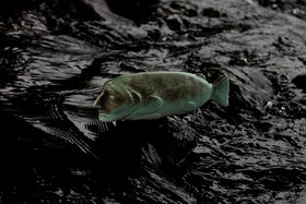 a greenish ceramic fish in black water